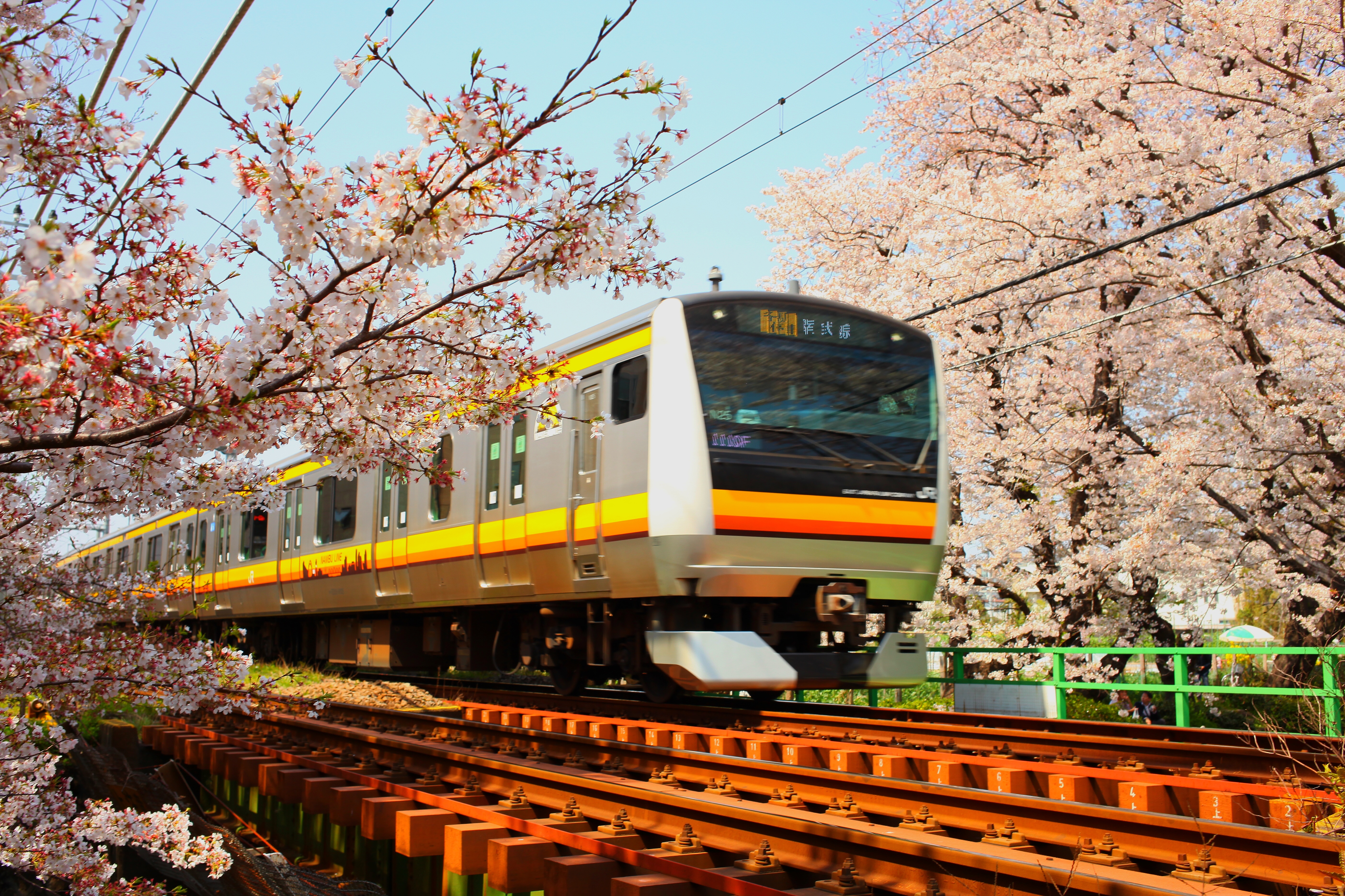 川崎市多摩区の桜の名所 二ヶ領用水宿河原の桜並木 無口ですいません