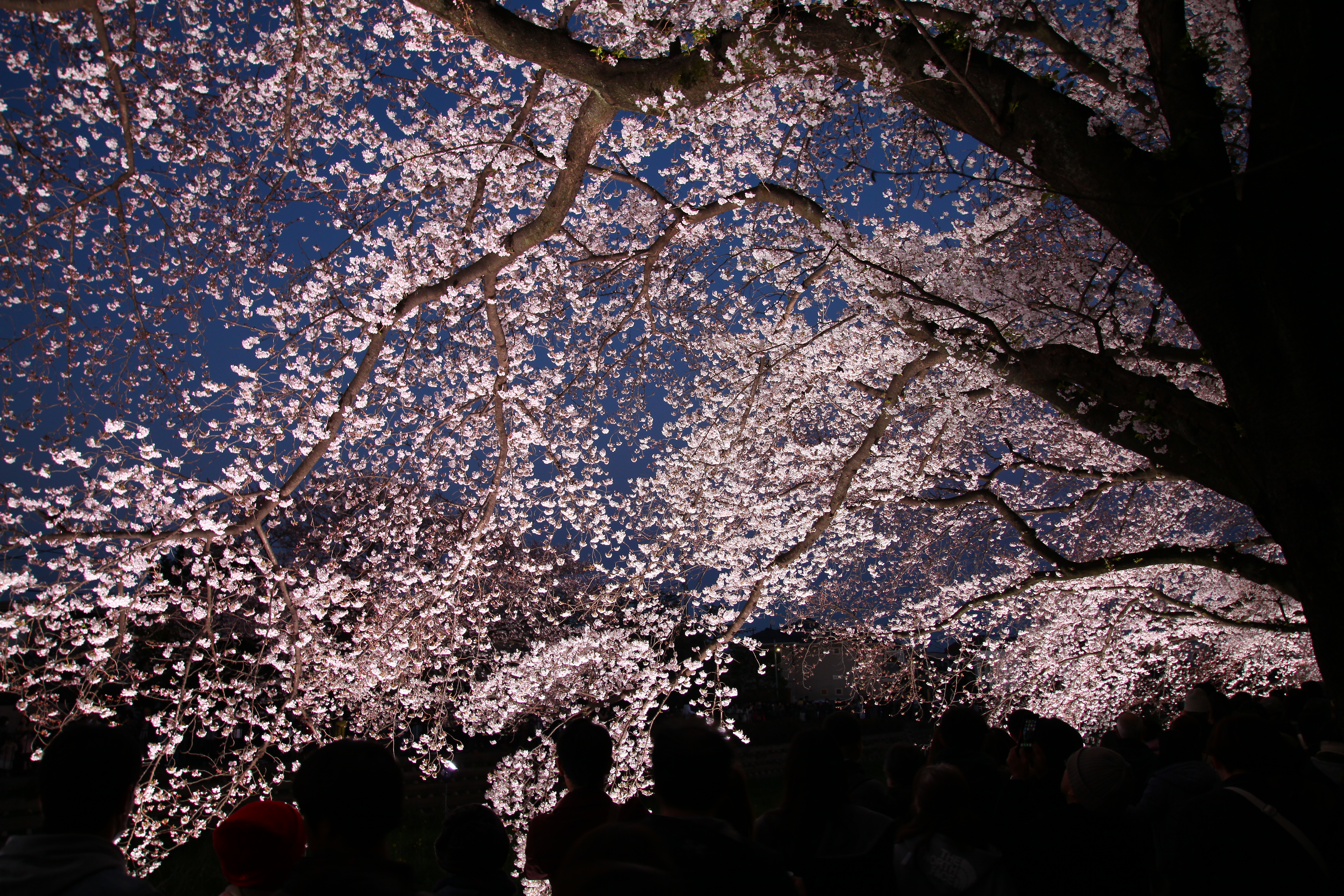 一夜限りの幻想 調布市 野川の桜のライトアップを撮りに行く 無口ですいません
