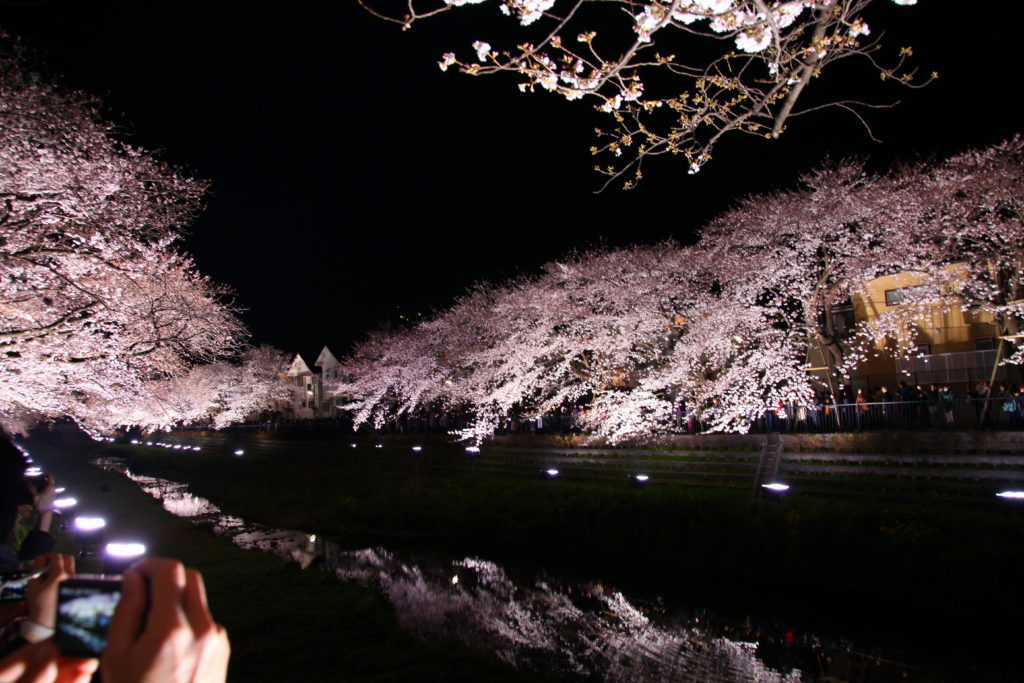 一夜限りの幻想 調布市 野川の桜のライトアップを撮りに行く 無口ですいません